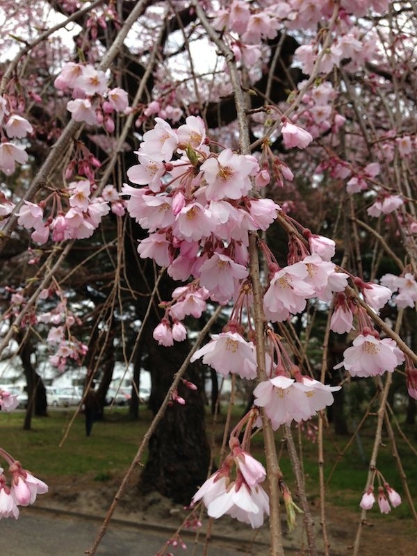 2013 Sakura3