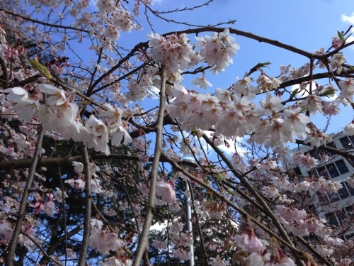 2014 sakura