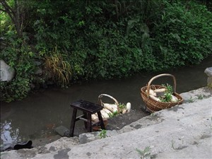 水辺で大根を洗う
