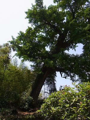 槐塘へ