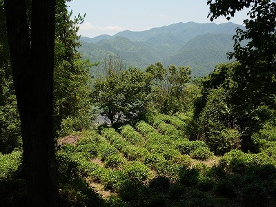 斉雲山の茶畑