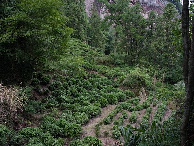 斉雲山の茶畑