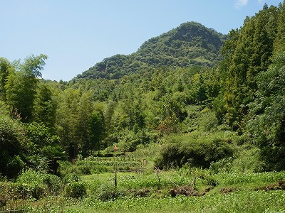 斉雲山の梨