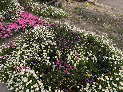 虞美人草 | 断箋残墨記