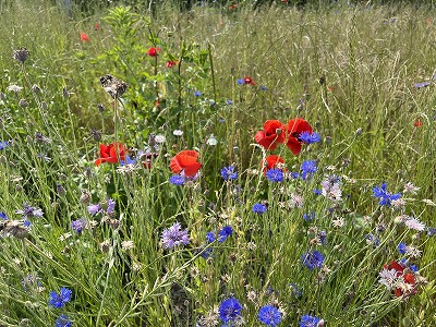 虞美人草 | 断箋残墨記