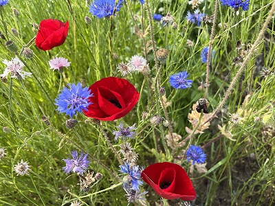 虞美人草 | 断箋残墨記
