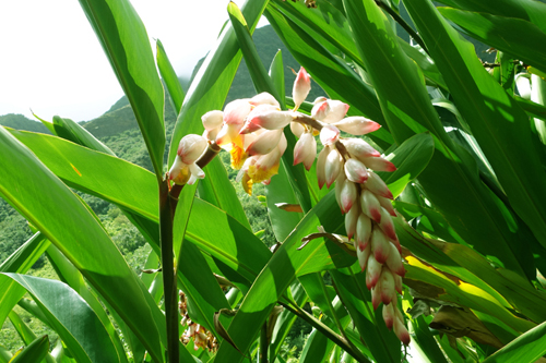 小田急藤沢店に持って行きます オススメ植物 Shell Gingerについて ハワイアン雑貨 プルメリアやハワイの植物の通販専門店 ラニハワイのブログ