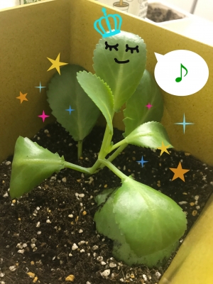 子宝草植え替え完了