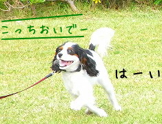 ¤³¤Ã¤Á¤ª¤¤¤Ç