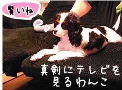 ¥Æ¥ì¥Ó