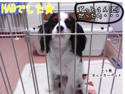 ¤Ç¤·¤¿¤Î