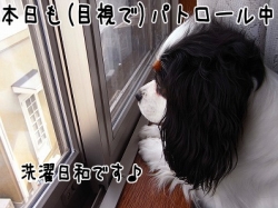 ¥Ñ¥È¥í¡¼¥ë