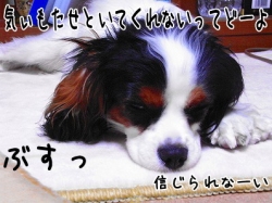 BUSU