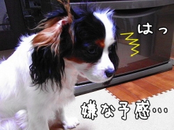 はっ