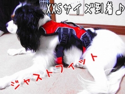 じゃーん