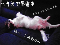 昼寝