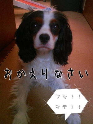 ¥Õ¥»¥Þ¥Æ