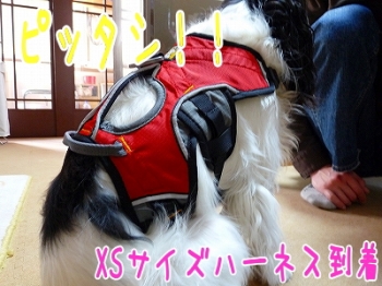 ぴったし
