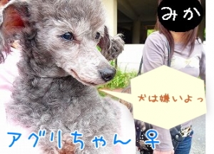 わんこ