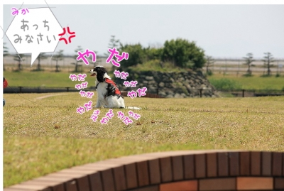 Y・A・D・A