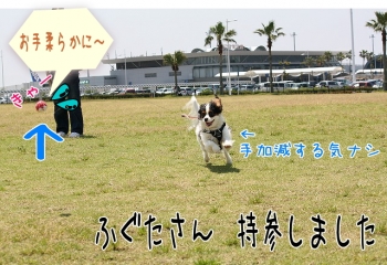 きゃー