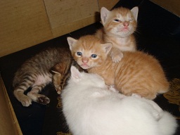 飼い主募集中!