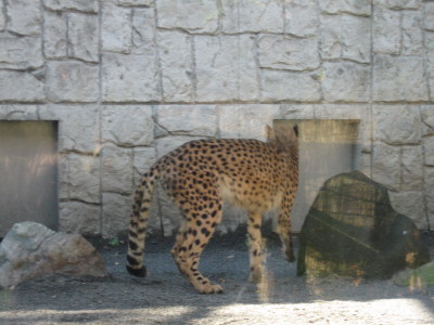 チーター