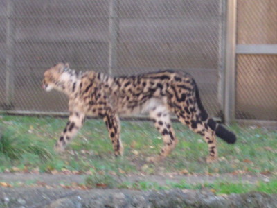 キングチーター