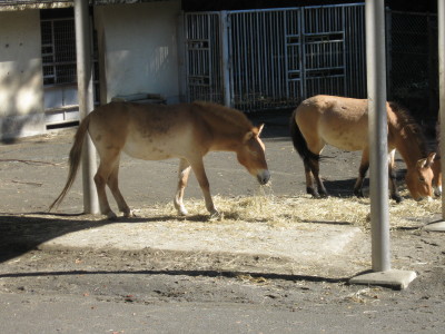 モウコノウマ