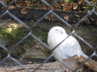 ふくろう