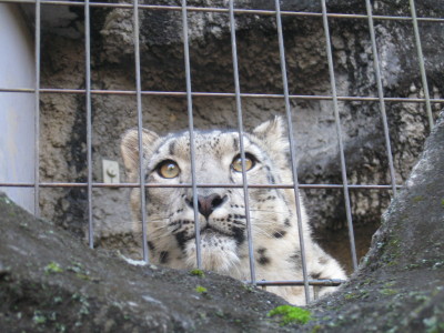 ユキヒョウ