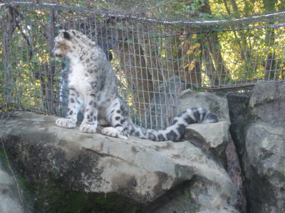 ユキヒョウ