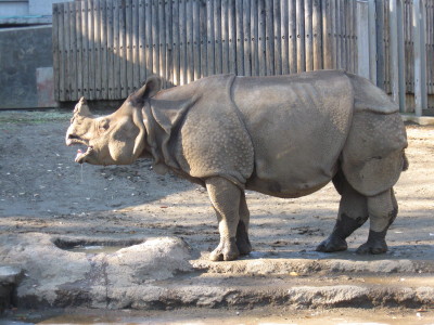 サイ