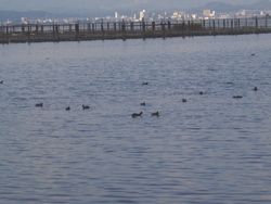 名称不明の鳥たち