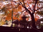 西教寺