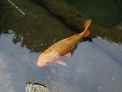 鯉