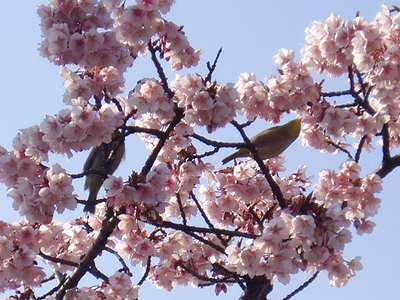 寒桜とメジロ