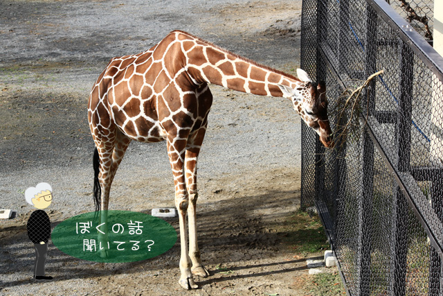 岡崎動物園で 岡崎動物園で