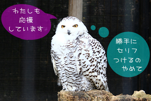シロフクロウ シロフクロウ
