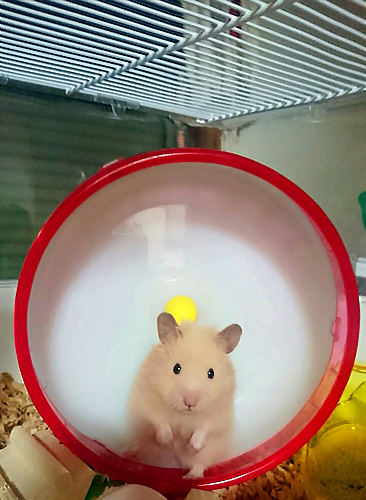 うどんちゃん うどんちゃん
