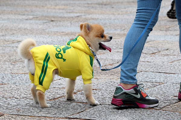 梅小路公園で 梅小路公園で見かけた犬の写真です