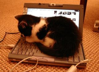 猫がノートPCの上に!