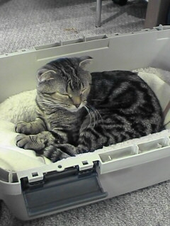 ねこ・その1