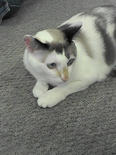 ねこ・その2