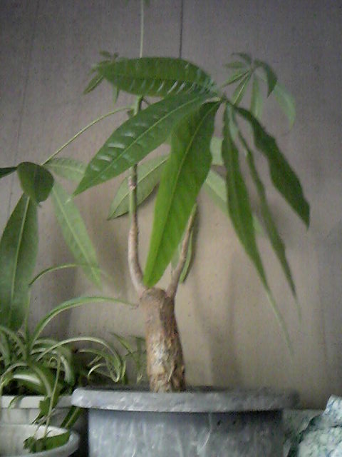 草