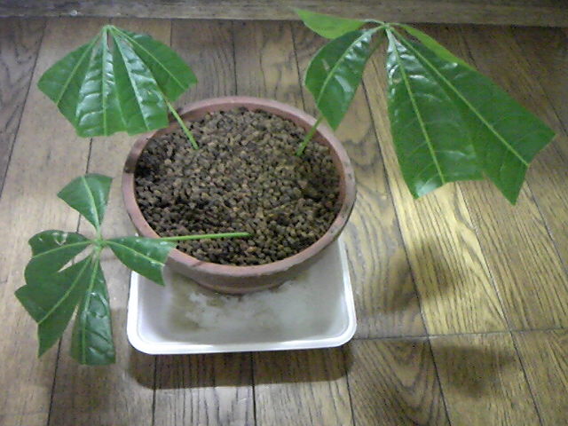 草