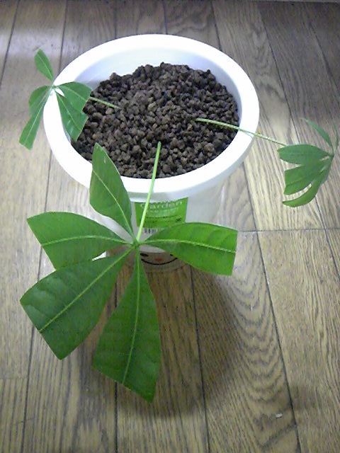 草