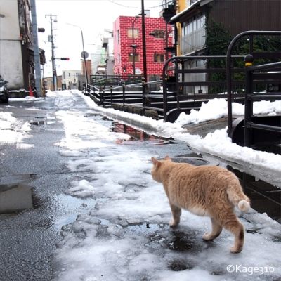 雪道を行くノラ猫の写真