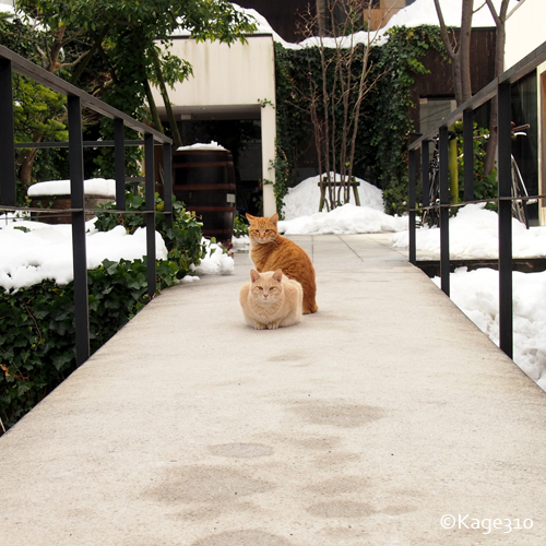 橋の上で待ちかまえるノラ猫の写真