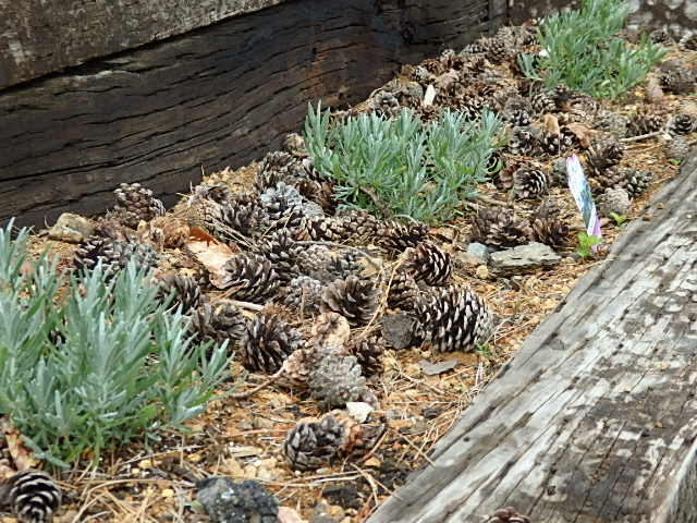 ラベンダーと松ぼっくり ラベンダーと松ぼっくり | ネコのこと、ログハウスのこと、フライ